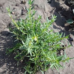 آویشن برگ باریک